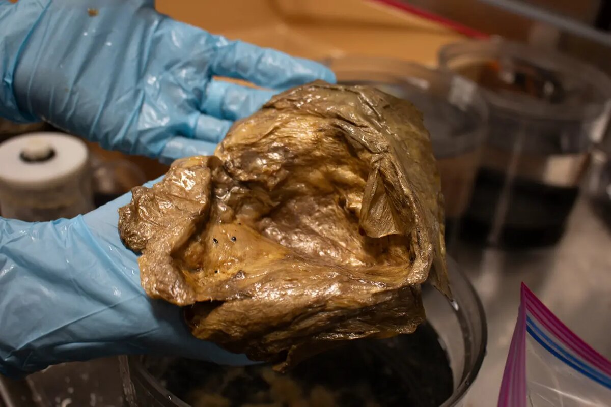    Источник: naked-science.ru Владимир Бондарев