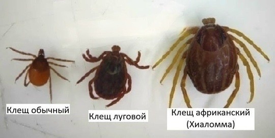 Сделано в нейросети разница между ними видна