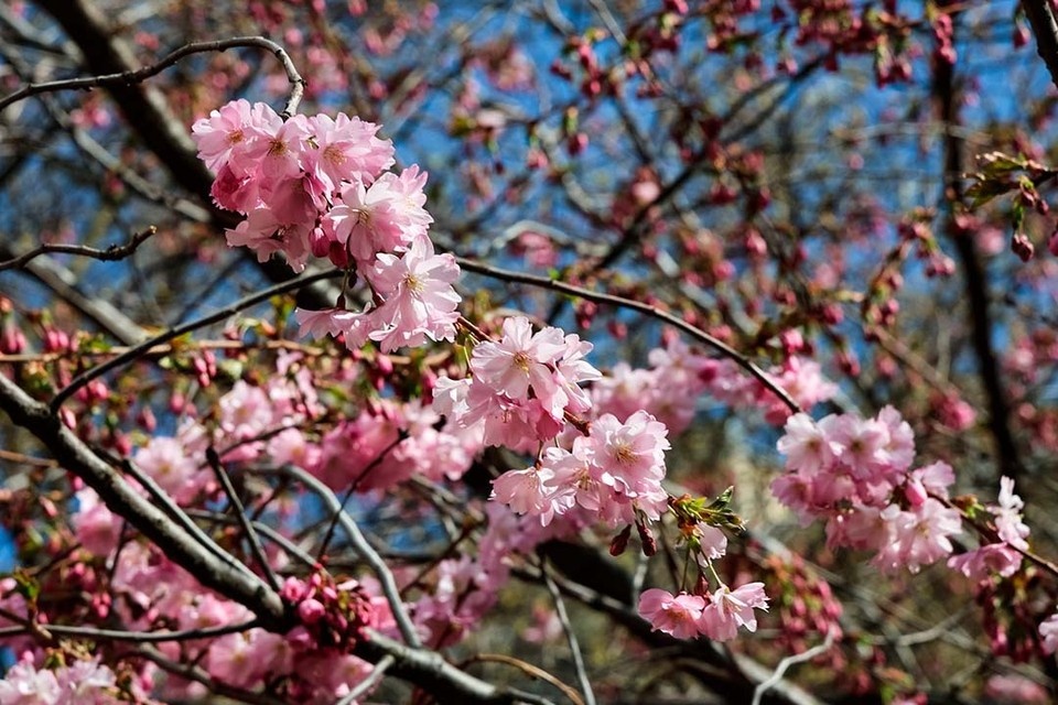    Сад Дружбы - уменьшенная копия известного шанхайского Сада Радости. Фото: Комитет по благоустройству