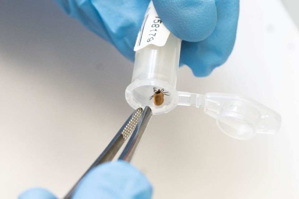    Клещи укусили более 14 тысяч жителей Юлия ПЫХАЛОВА