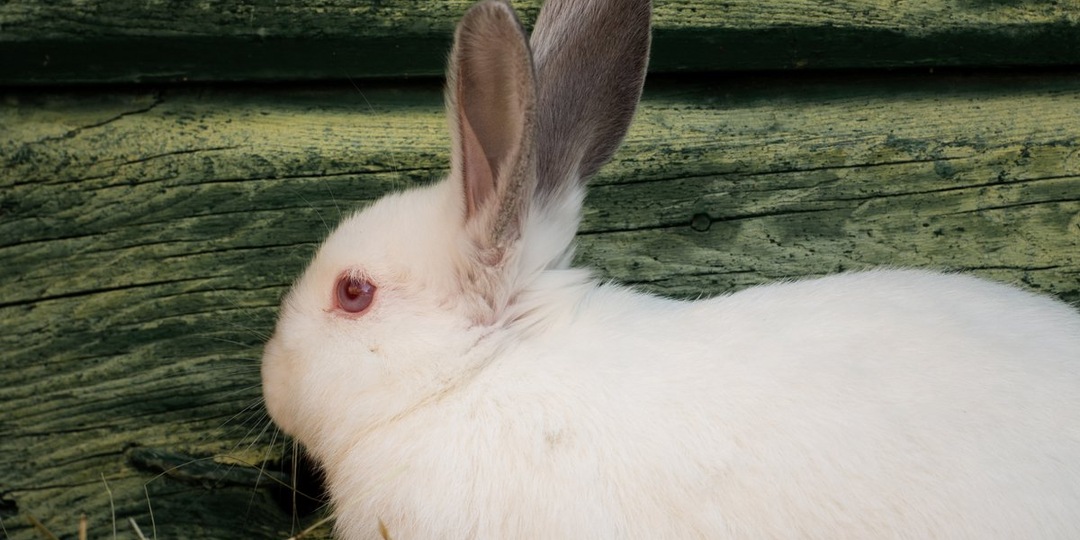 Лысый кролик Добби: как генетическая мутация сделала его звездой