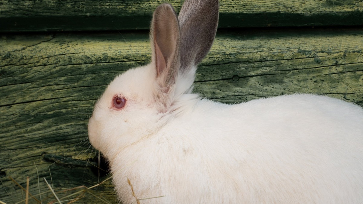    Так выглядит кролик с шерстью