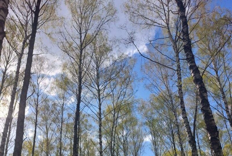 Брянские участники СВО и погорельцы получат лес на дрова вне очереди