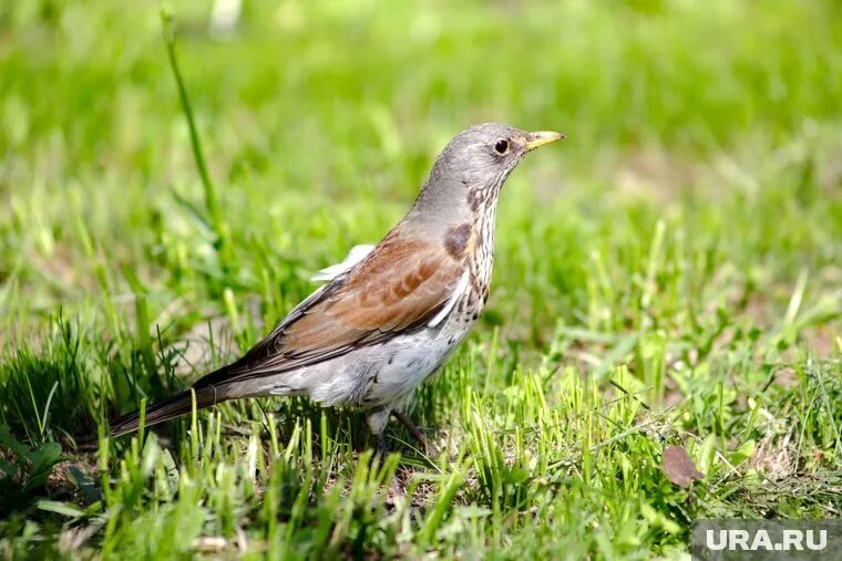 Стая дроздов может «обчистить» куст с ягодами
Фото: Elena Mayorova / Global Look Press