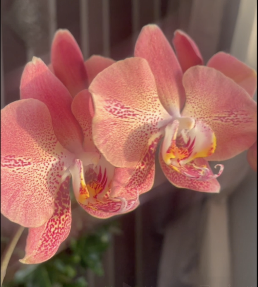 Орхидея фаленопсис Леко Фантастик ( Сердце Дракона) / Phalaenopsis Leco Fantastic. Орхидеи С Еленой Кузнецовой