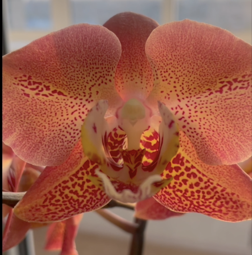Орхидея фаленопсис Леко Фантастик ( Сердце Дракона) / Phalaenopsis Leco Fantastic. Орхидеи С Еленой Кузнецовой