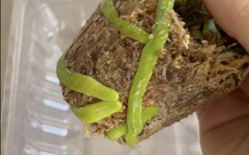 Зачем следует распушить мох у орхидеи от азиатских садовников