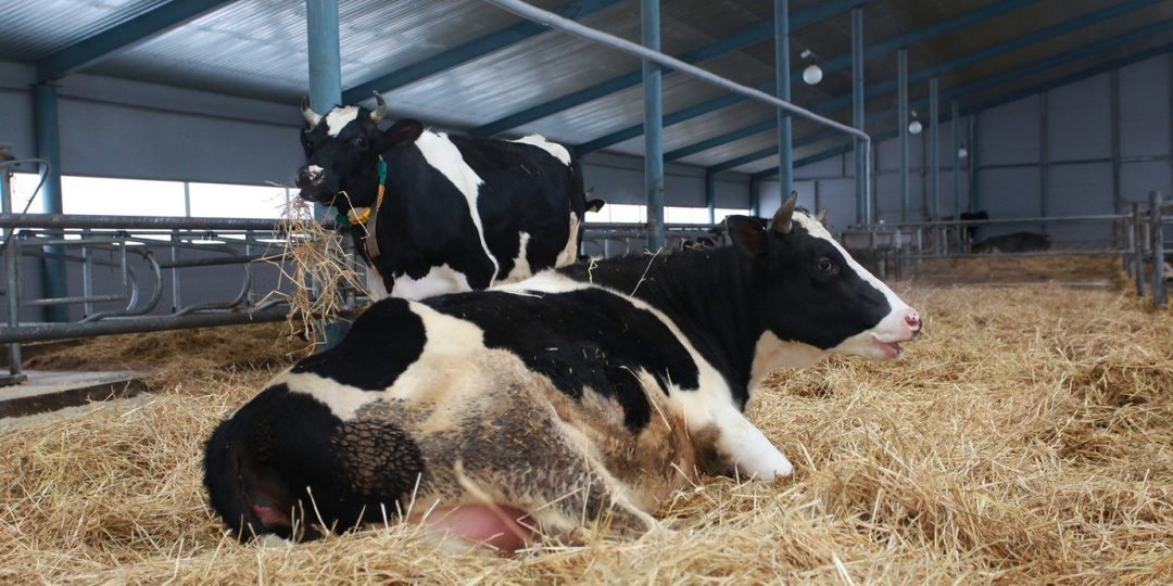 Нижегородцев предупредили об ответственности за отсутствие маркировки сельхозживотных