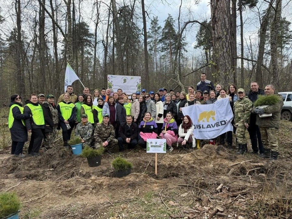    В Мелекесском районе высадили шесть тысяч сосен в акции «Сад памяти». ФОТО: минприроды УО