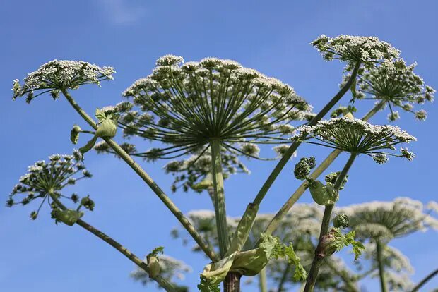    Источник: lenta.ru/ Ульяна Лаптева