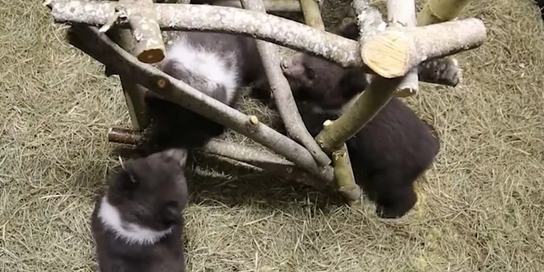 В Тверской области благополучно перезимовали медвежата-«мигранты»