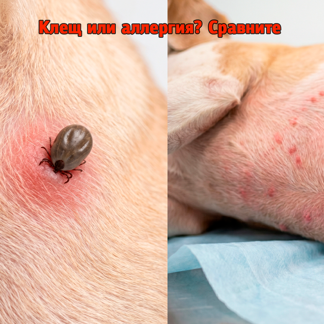 Клещ или аллергия