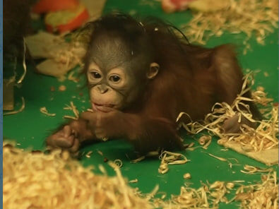    Фото: Новосибирский зоопарк