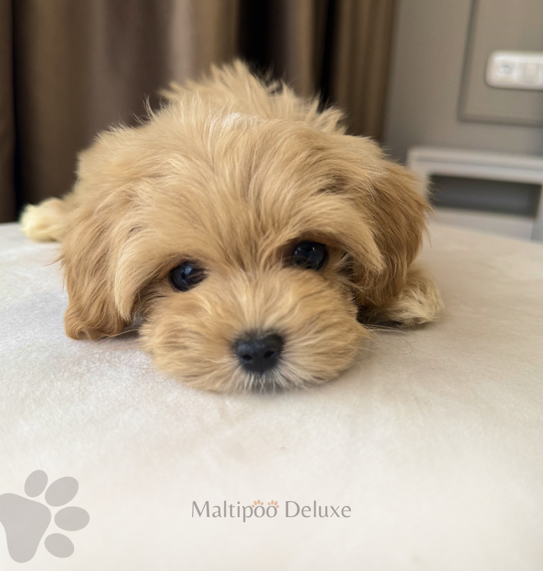 Выпускник питомника мальтипу делюкс