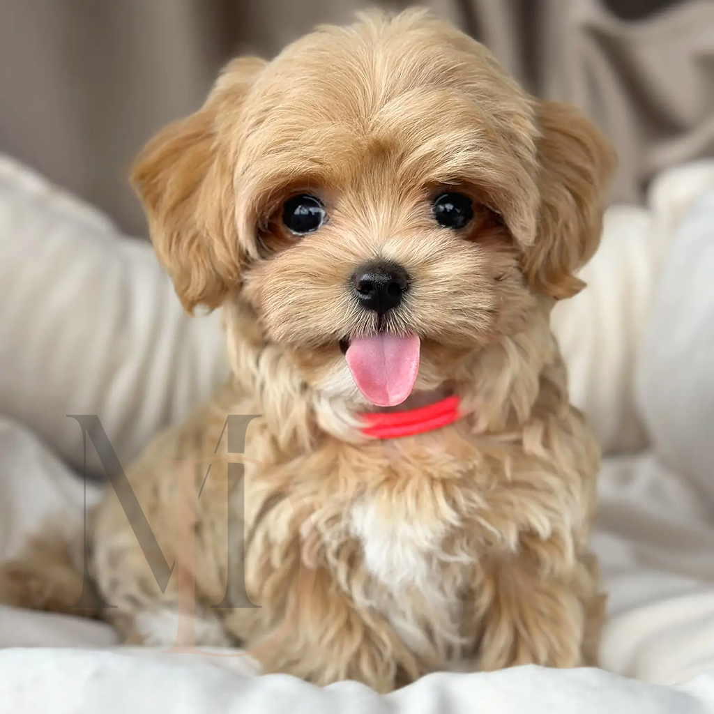 Фото щенка мальтипу малышка Люмия 