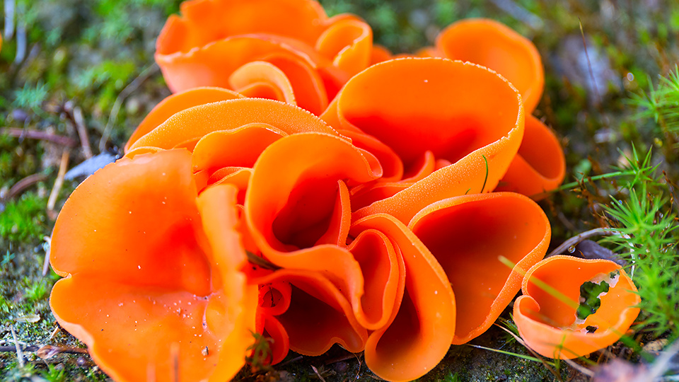 Алеврия: Красавица с секретом