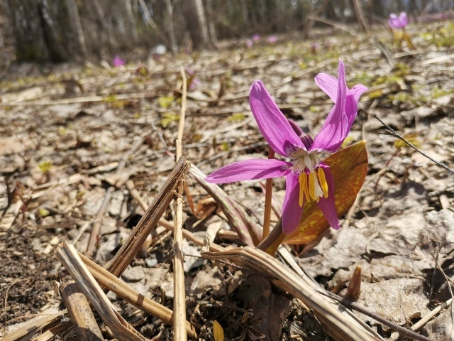 Кандык расцвёл в районе под Новосибирском
