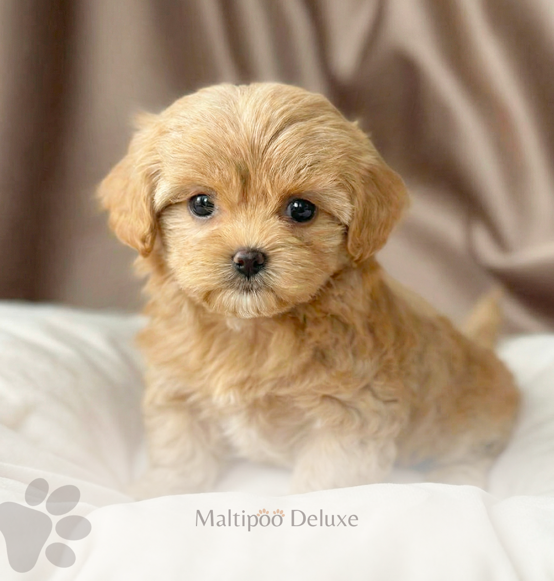 фото щенка мальтипу, выпускник питомника мальтипу делюкс
