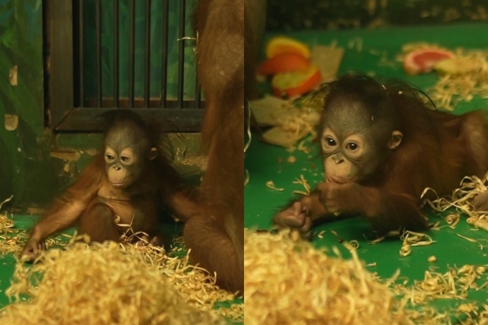    Горожан приглашают посмотреть на маленькую звезду. Фото: стоп-кадры из ролика Новосибирского зоопарка имени Р. А. Шило.