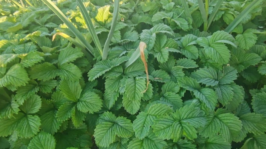 Вот как это выглядит на второй сезон при схеме 20 на 25. Кажется, кустов много. Ягоды нет