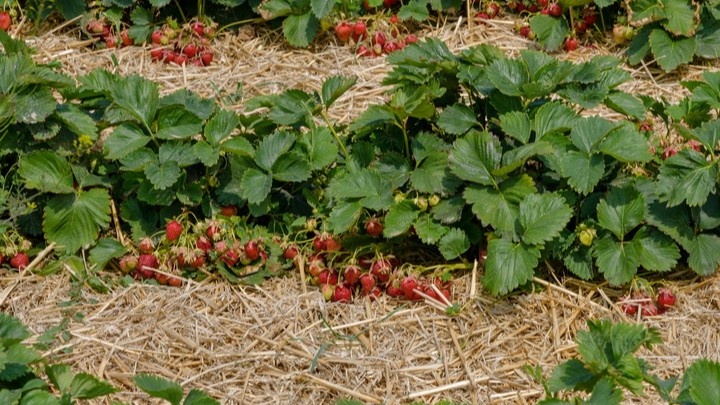 Приподнятая грядка и солома между рядами. Ягода после дождя чистая, гнили почти нет