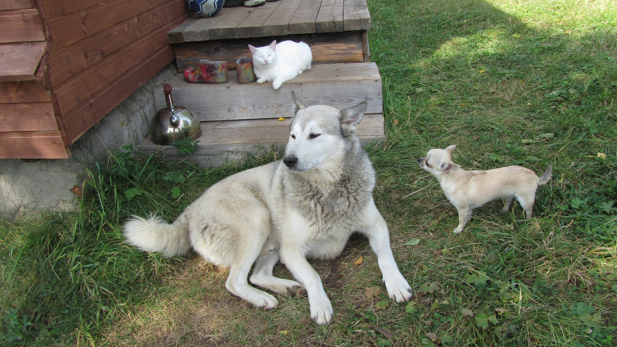 2011 год, Маруся и Банечка. В гости пришел красавец и защитник Жуля. 
