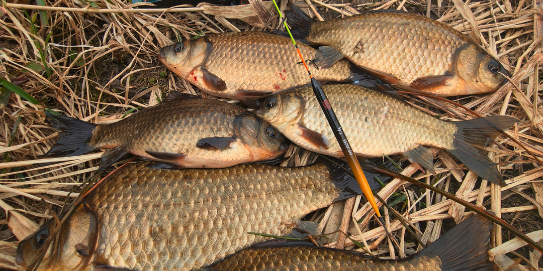 Сейчам мы как наловим!