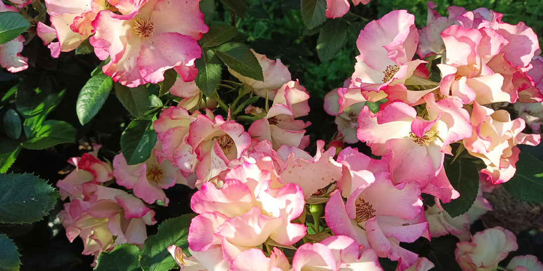 РОЗЫ И ЗАМОРОЗКИ. ДО И ПОСЛЕ