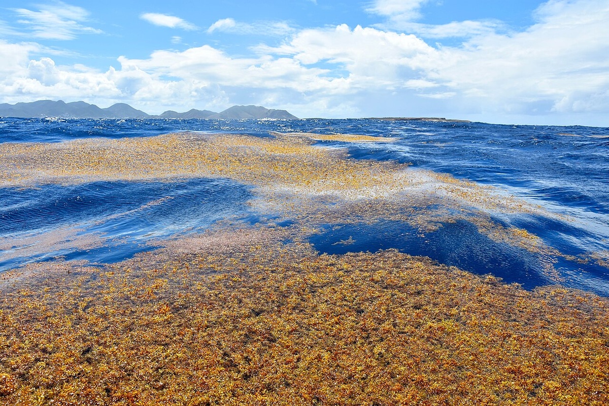 Саргассово море с высоты. Бурый ковёр водорослей в центре Атлантики — единственное море без берегов