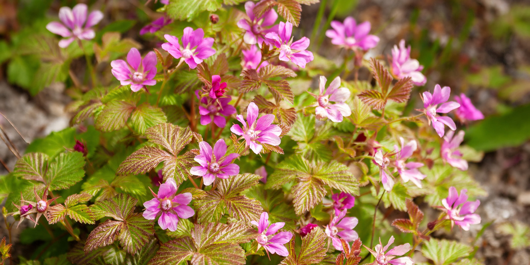 Княженика, она же арктическая малина: как вырастить "экзотическую" гостью с ароматными ягодами