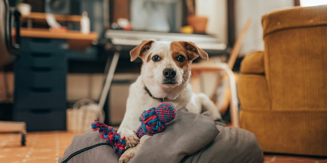 Нужны ли собаке игрушки: удовлетворение инстинктов и укрепление связи с владельцем