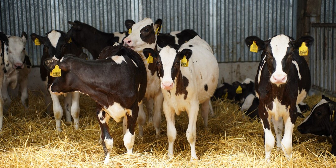 Минсельхозпрод РТ объявил приём заявок на субсидии для ЛПХ