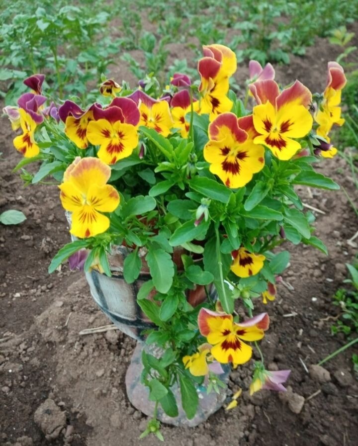 Виола как - будто смотрит /фото автора статьи 