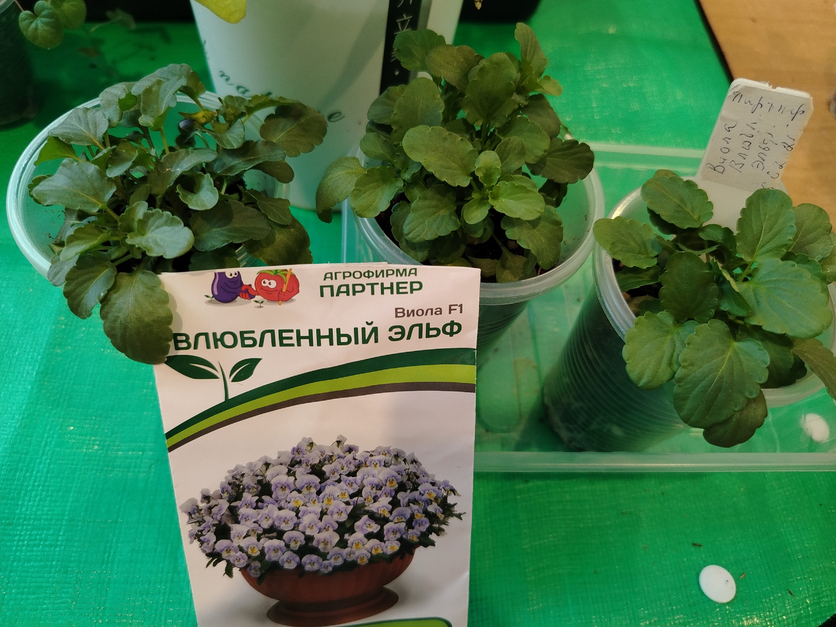 Рассада в апреле в отд. стаканчиках/фото автора