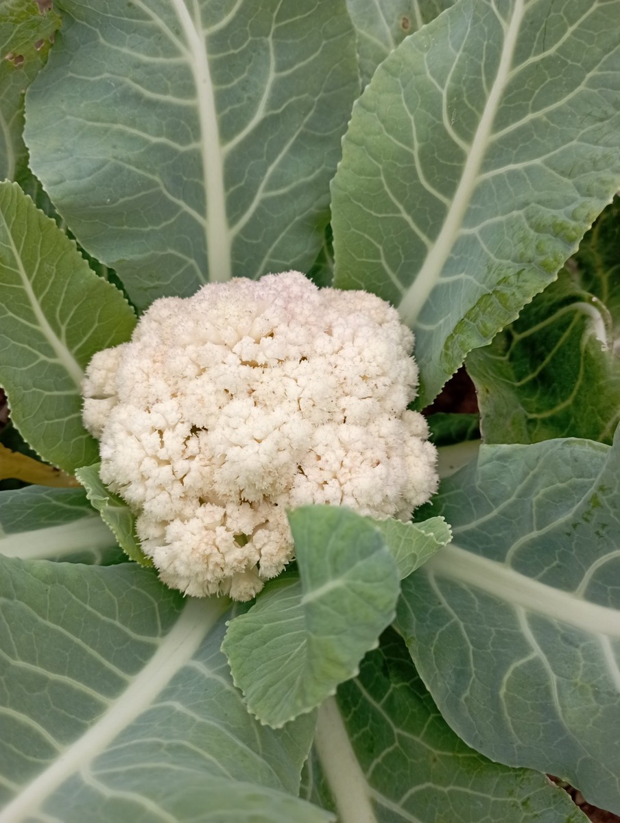 Наша прошлогодняя цветная капуста