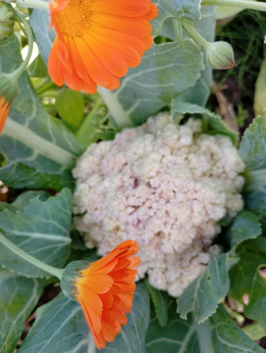 Цветная капуста любит соседство с календулой