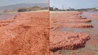 Море выбросило на берег тонны красной креветки: побережье стало алым