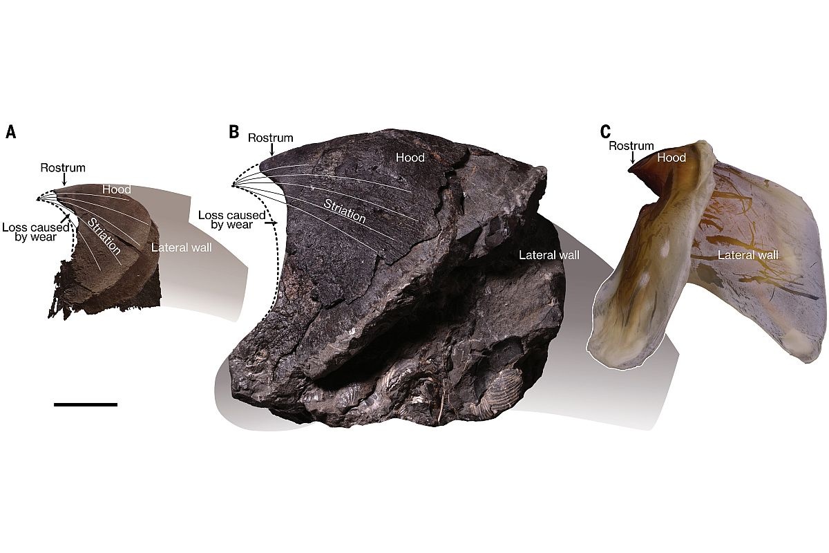     Огромные нижние челюсти ископаемых осьминогов (А, В) и ныне живущего гигантского кальмара (С). / science.org