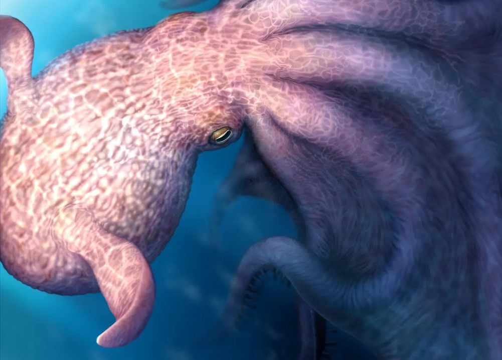     Результаты впечатляют: один из видов, Nanaimoteuthis haggarti, мог достигать в длину от 7 до 19 метров. На фото: реконструкция внешнего вида этого осьминога. / Фото: science.org