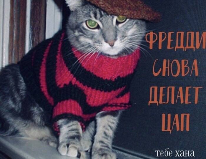 Мяу - позитив