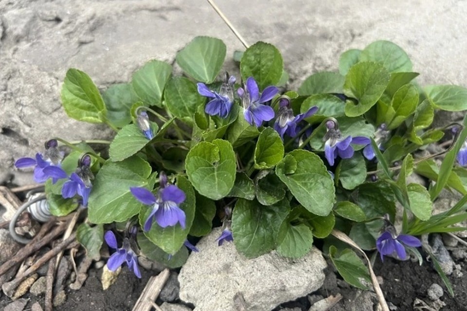    Ближайшие выходные в Луганской Народной Республике, 25 и 26 апреля, пройдут без осадков, но с заметным изменением температуры Валерия РАЗИНА