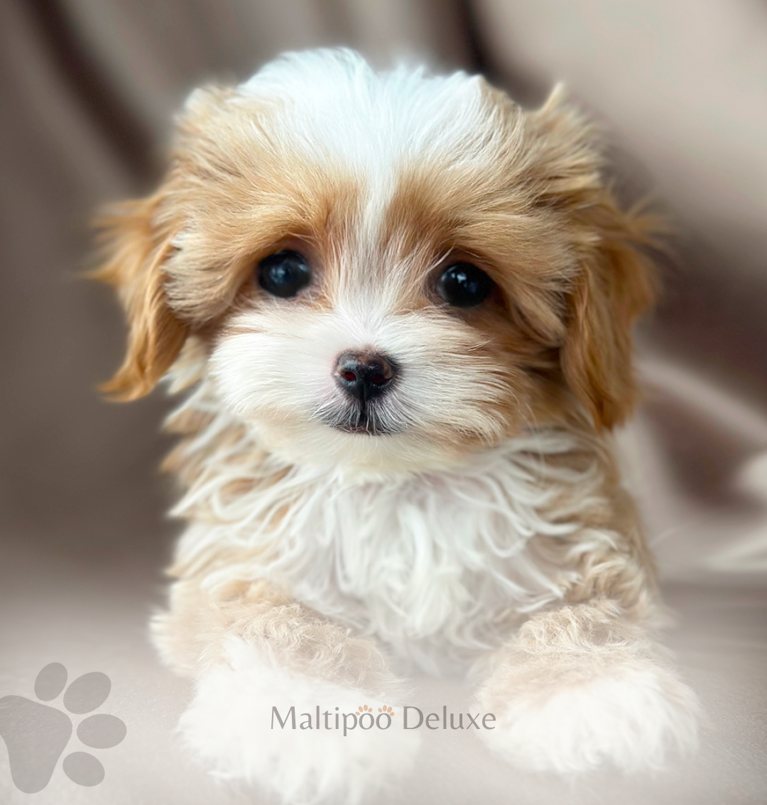 Фото щенка мальтипу, выпускник питомника мальтипу делюкс