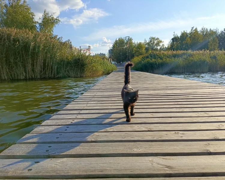     17 курских питомцев получили разрешение на выезд за границу