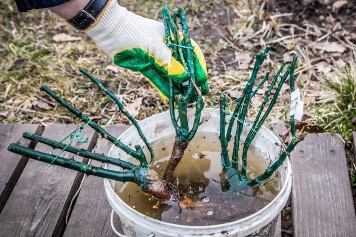 Предпосадочная подготовка роз