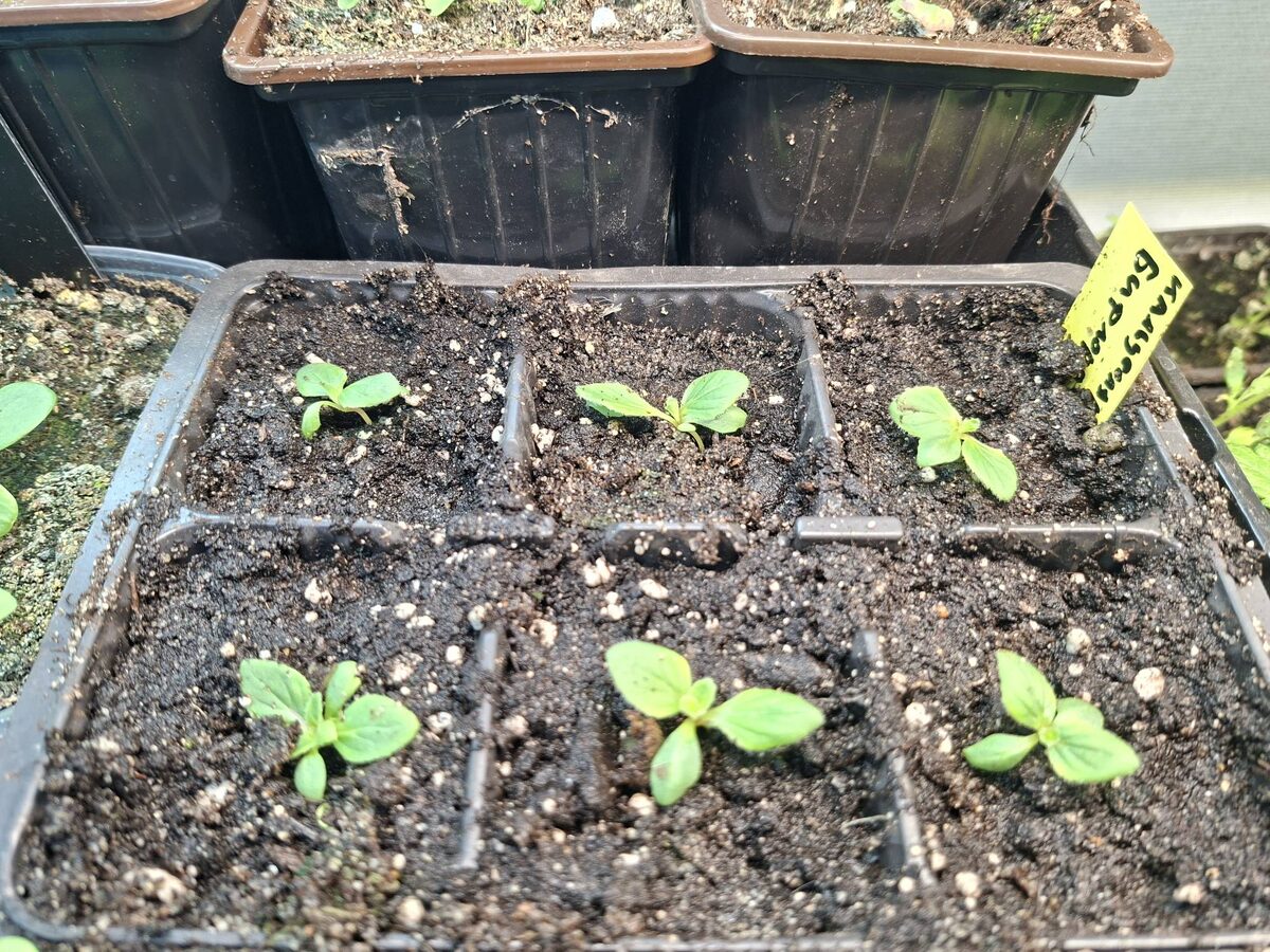 кальцеолярия бифлора 