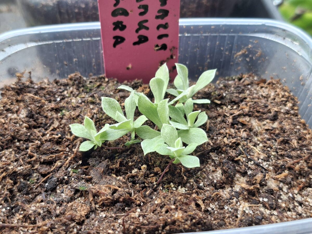 антеннария - кошачья лапка