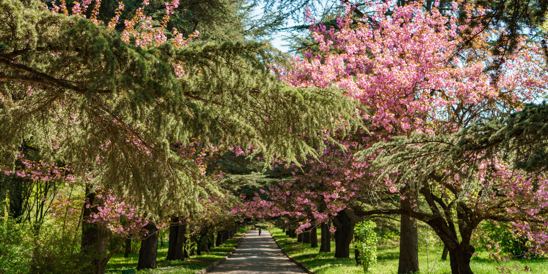 Красоту ботсада Симферополя покажут на бесплатной экскурсии «Цветочная феерия»