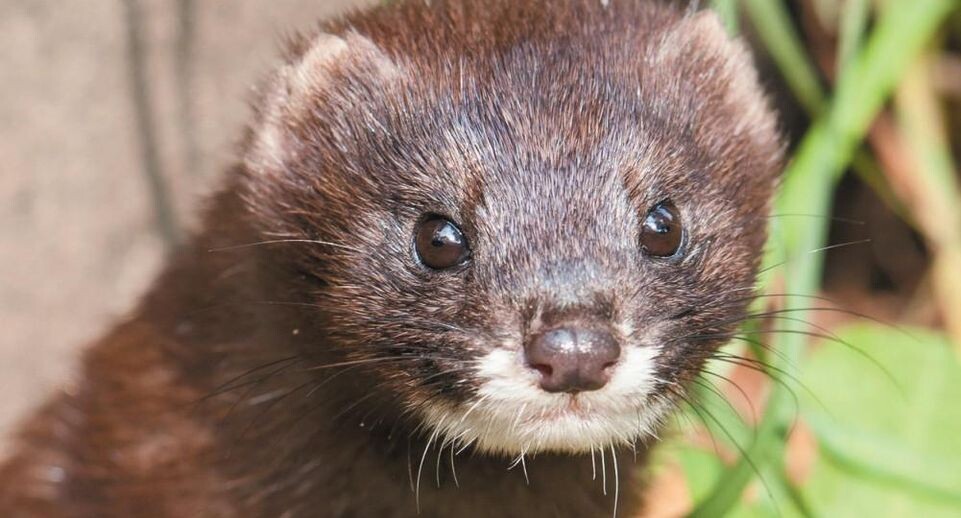    ПФ «Верховье»