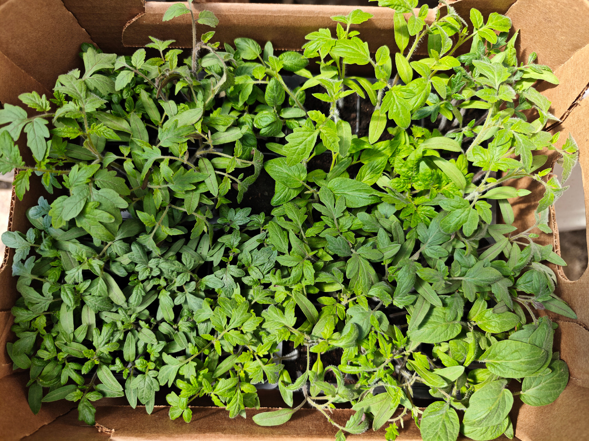 12 дней от всходов. Рассада в кассетах с 6 ячейками. 