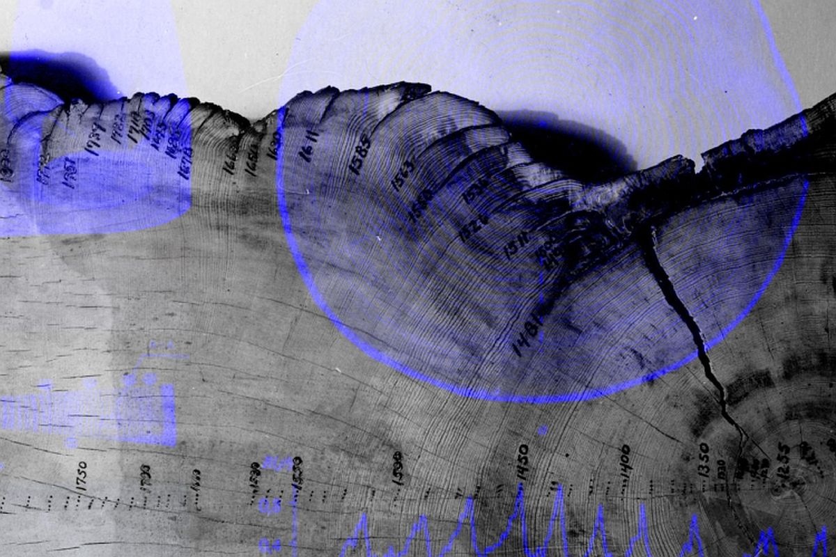    "Черные ящики" древней природной катастрофы - годичные кольца обыкновенной сосны. / science.org